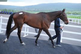 Dream Brother (IRE) 
