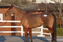Take It Away (IRE) 2014 B.F.  BY Yeats (IRE) EX Claudia's Pearl (GB)