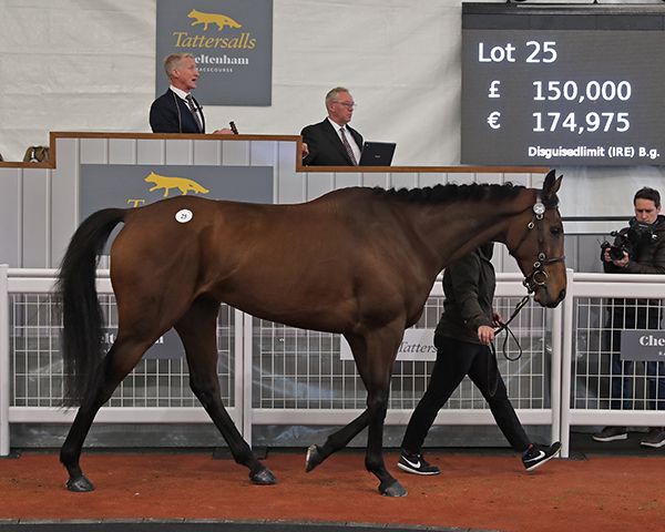 Disguisedlimit (Lot 25): the impressive five-year-old debut winner was bought by Tom Malone for £150,000 
