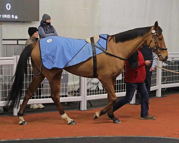 Lot 22: KILWAUGHTER (Lot 22): the Down Royal bumper winner was bought by Tom Malone for £120,000
