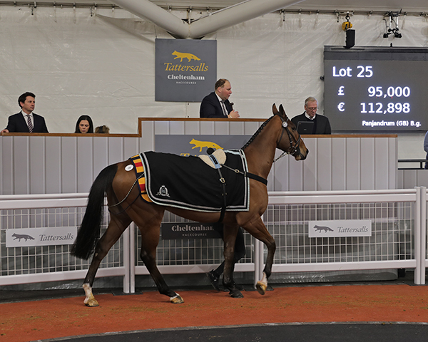 PANJANDRUM (Lot 26): is heading to Gordon Elliott's yard after fetching £95,000